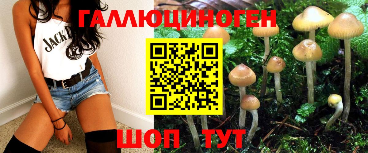 закладка  Псилоцибиновые грибы GOLDEN TEACHER  Вход с VPN  Камышин  Галлюциногенные грибы Psilocybine cubensis 